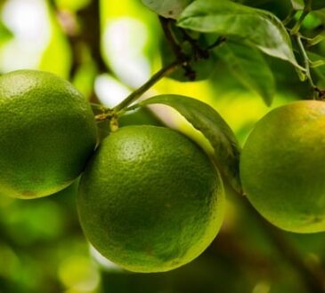 Citrus trees with stunning green limes."