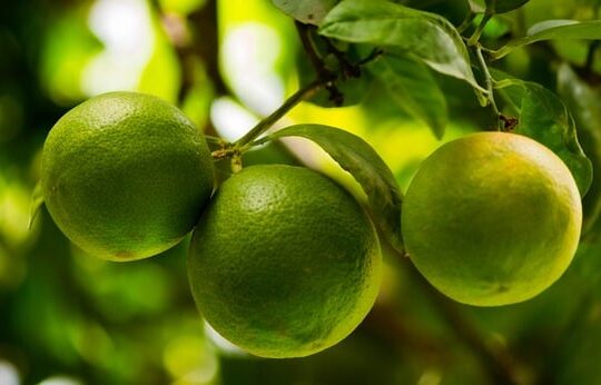 Citrus trees with stunning green limes."