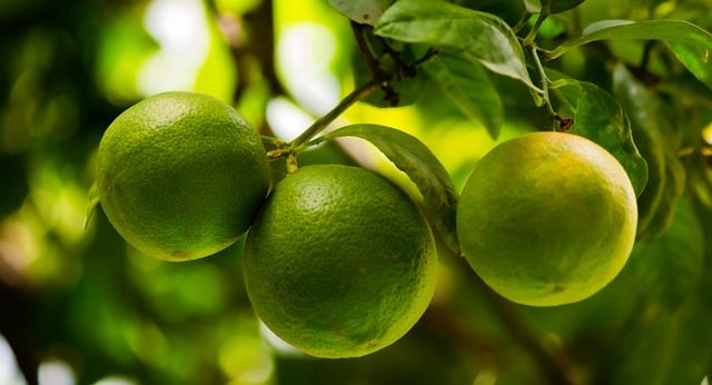 Citrus trees with stunning green limes."