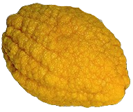 CITRUS MEDICA