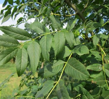 ash tree leaves