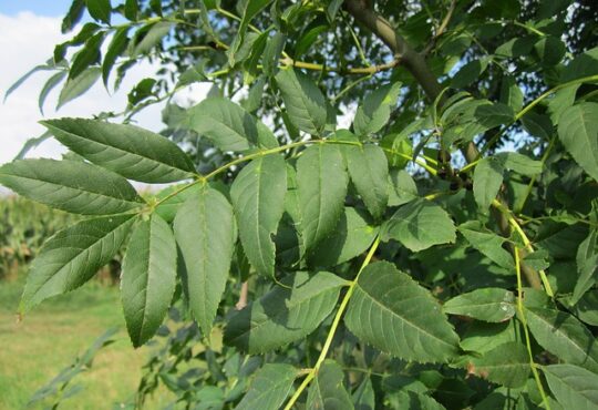 ash tree leaves