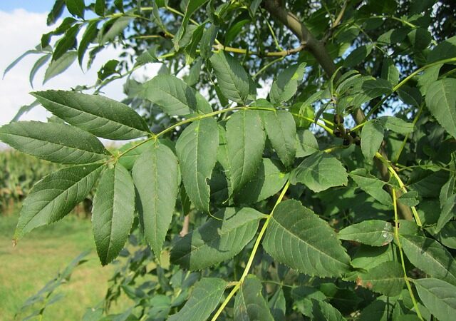 ash tree leaves