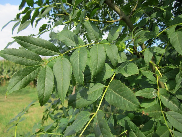 ash tree leaves
