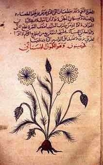 traditional moroccan healers