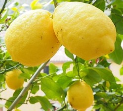 lemon varieties