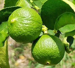 lime varieties