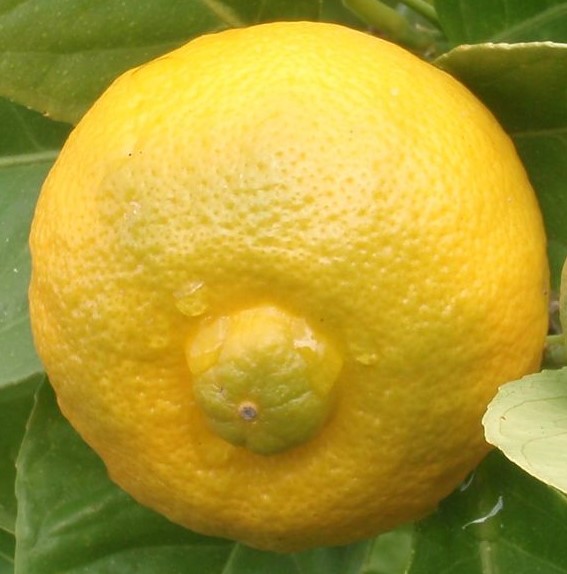CITRUS LIMETTA