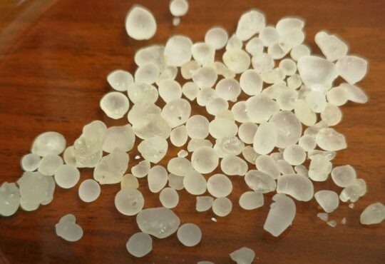 Meska Hora: pistacia lentiscus var chia