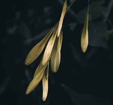 ash fruit like bird tongue
