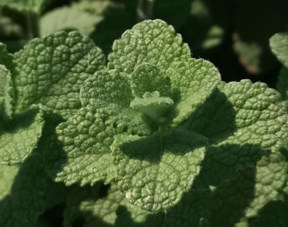 Apple mint leaves 