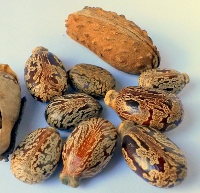 Castor oil plant beans (Ricinus communis)