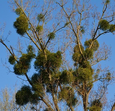 EUROPEAN VISVUM ALBUM: MISTELTOE