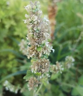 Lemon catnip flowers 