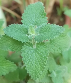 Lemon catnip: Nepeta cataria citriodora leaves 
