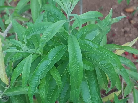LEMON VERBENA FRAGRANT LEAVES