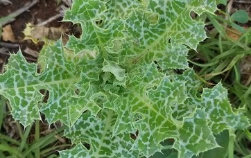 MILK THISTLE LEAF VEINS