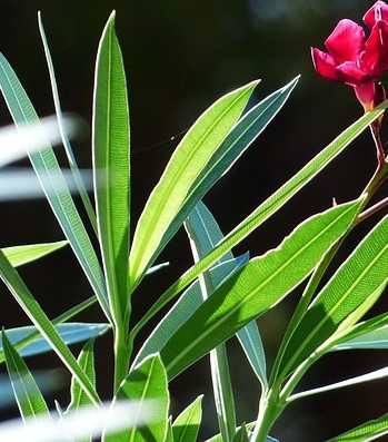 Oleander's leaves 