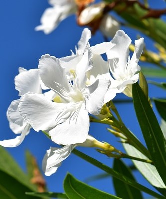 Oleander's white flowers 