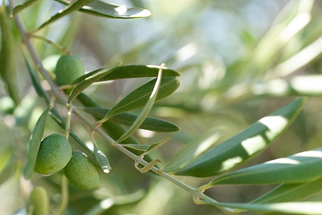 OLIVE TREE LEAVES BENEFITS