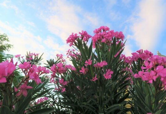oleander: Nerium oleander shrub