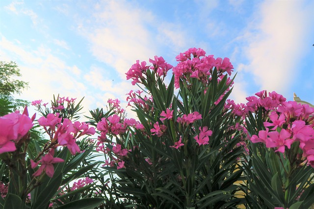 oleander: Nerium oleander shrub
