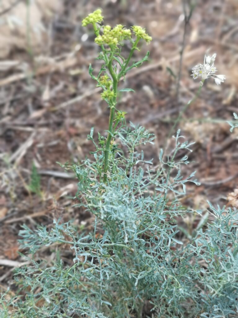 RUTA MONTANA  LEAVES AND FLOWERS