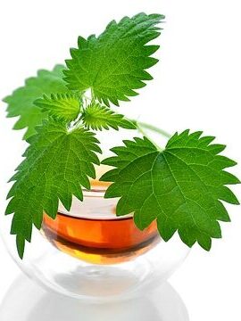 Stinging nettle TEA