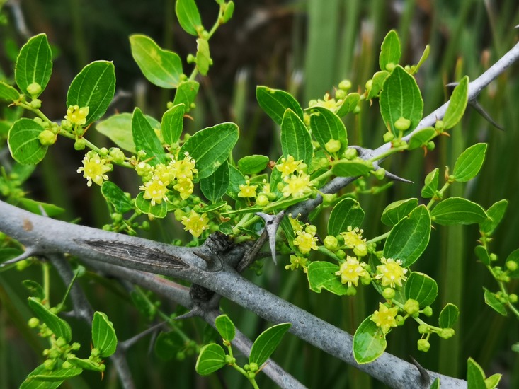 ziziphus lotus leaves and flowers
