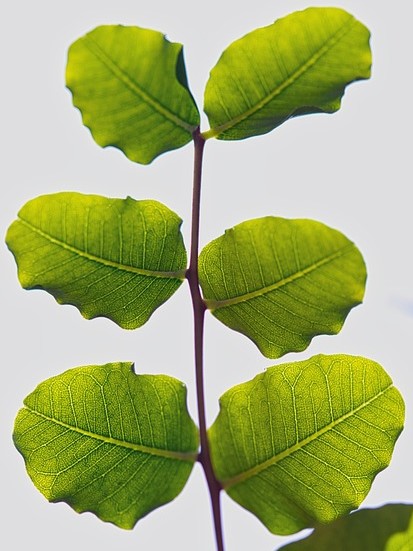 Carob leaves