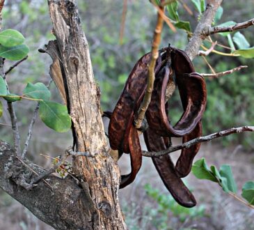 carob tree and fruits