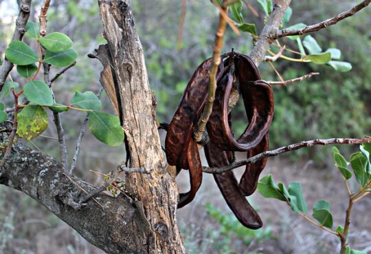 carob tree and fruits