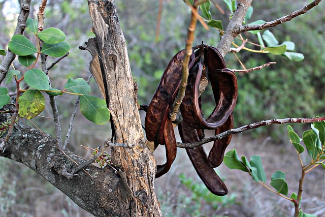 carob tree and fruits