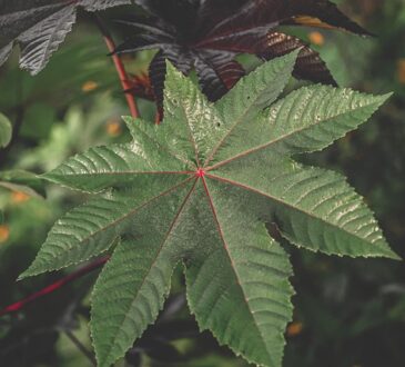 castor oil plant
