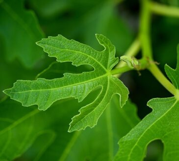 fig tree leaves
