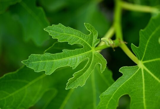 fig tree leaves