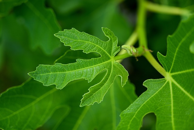 fig tree leaves