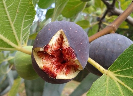 figs fruit