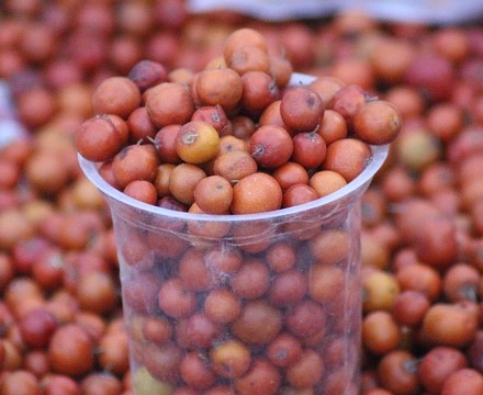 ziziphus spina christi fruits