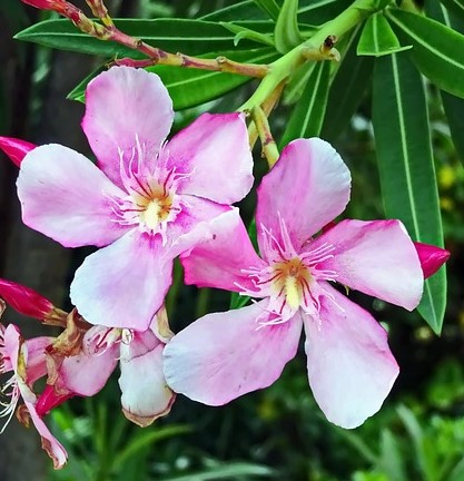 beautiful oleander's  pink flowers 