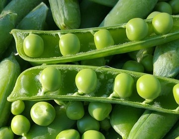 GREEN PEA RICH IN THREONINE