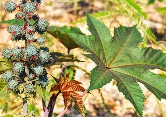 Ricinus communis or castor oil plant