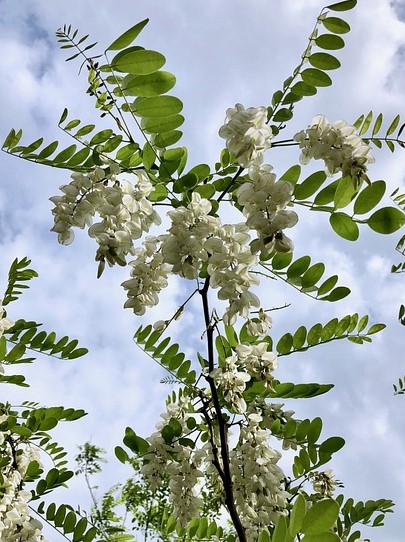 BLACK LOCUST FLOWERS ON THE TREE