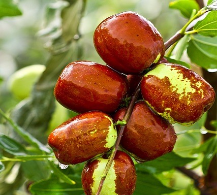 Ziziphus jujuba: jujube or chinese date