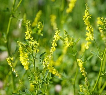 yellow sweet clover or Melilotus officinalis