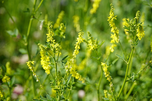 yellow sweet clover or Melilotus officinalis