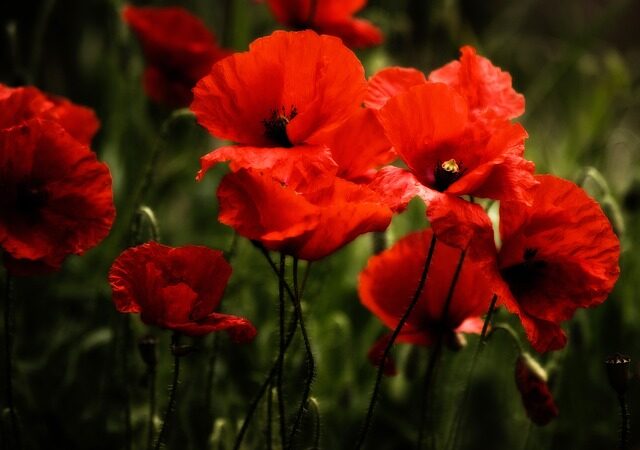 PAPAVER RHOEAS IN FIELS