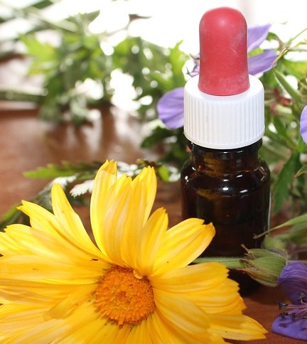 arnica montana medicinal use