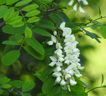 black locust leaves and flowers