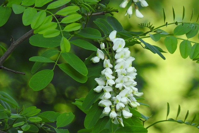 black locust leaves and flowers